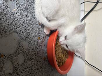 Domestic Short Hair Cats Available for Adoption in Bethel Park, Pennsylvania - Perla | PetCurious