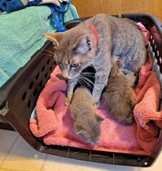 Justice -  Domestic Short Hair Cat for Adoption in Hobart, Indiana - Justice | PetCurious