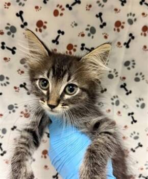MASON -  Domestic Long Hair Cat for Adoption in Thousand Palms, California - MASON | PetCurious