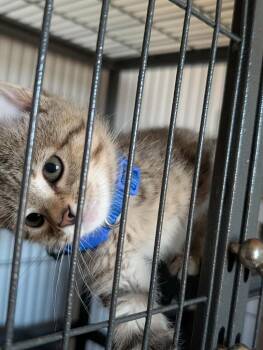 Yoshi (Blue Collar) -  Domestic Short Hair Cat for Adoption in Minot, North Dakota - Yoshi (Blue Collar) | PetCurious
