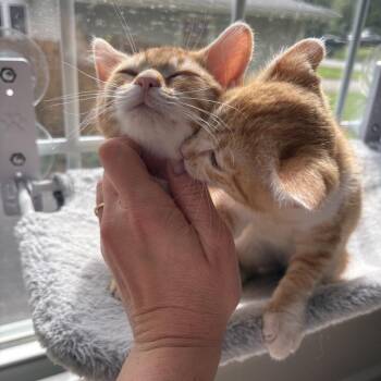 Ella -  Domestic Short Hair Cat Available for Adoption in La Grange, Kentucky - Ella | PetCurious