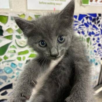 VALERIAN -  Domestic Medium Hair Cat for Adoption in Pensacola, Florida - VALERIAN | PetCurious