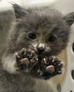 Bunny -  Domestic Medium Hair Cat for Adoption in Winnipeg, Manitoba - Bunny | PetCurious
