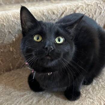 Domestic Short Hair Cats Available for Adoption in Saint Paul, Minnesota - Louise | PetCurious