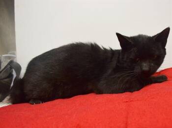 NIGHTWING -  Domestic Short Hair Cat Available for Adoption in Sacramento, California - NIGHTWING | PetCurious