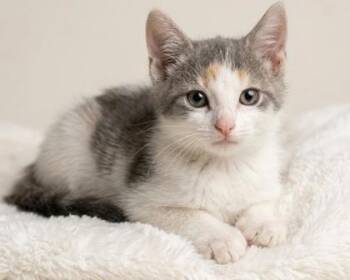 Prim -  Domestic Short Hair and American Shorthair Cat for Adoption in Bedford, Indiana - Prim | PetCurious