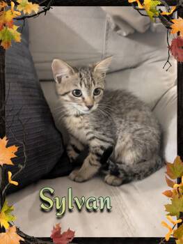 Sylvan -  Domestic Short Hair Cat for Adoption - Sylvan | PetCurious