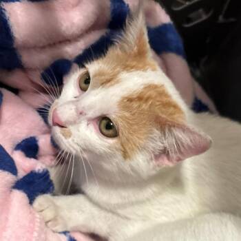 Domestic Short Hair Cats Available for Adoption - Rooney | PetCurious
