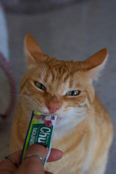 Nigel -  Domestic Short Hair Cat for Adoption in Coupeville, Washington - Nigel | PetCurious