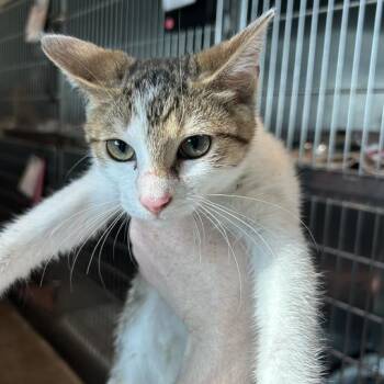 Cookie -  Domestic Short Hair Cat for Adoption in Matteson, Illinois - Cookie | PetCurious