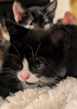 American Shorthair Cats Available for Adoption in San Antonio, Texas - Mr Spicy | PetCurious