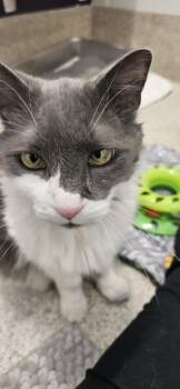 Domestic Long Hair and Domestic Short Hair Cats Available for Adoption - Captain | PetCurious