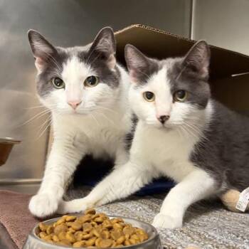 Yadi -- Bonded Buddy With Waino -  Domestic Short Hair Cat for Adoption in Des Moines, Iowa - Yadi -- Bonded Buddy With Waino | PetCurious
