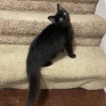 Harry -  Domestic Long Hair Cat for Adoption in Springboro, Ohio - Harry | PetCurious
