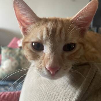 Rescue Domestic Short Hair Cats for Adoption in Los Angeles, California - Creamsicle | PetCurious