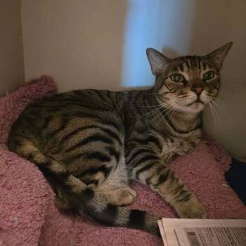 Hudson -  American Shorthair Cat for Adoption in Los Angeles, California - Hudson | PetCurious