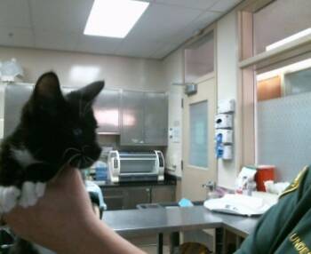 Rescue Domestic Short Hair Cats for Adoption in Sacramento, California - SHARPIE | PetCurious