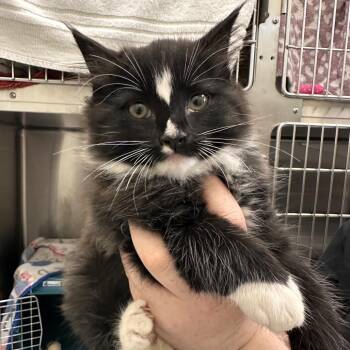 Domestic Short Hair Cats Available for Adoption in Enfield, New Hampshire - Arnold Palmer | PetCurious