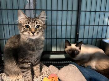 Rutabaga -  Siamese Cat for Adoption in Virginia Beach, Virginia - Rutabaga | PetCurious