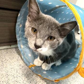 Bed Time Bear -  Domestic Short Hair Cat for Adoption in Wheeling, Illinois - Bed Time Bear | PetCurious
