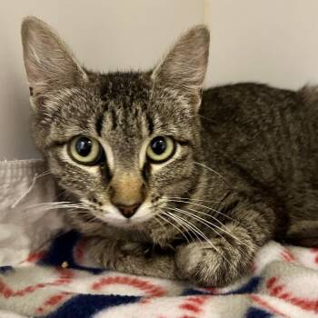 Truffle -  Domestic Short Hair Cat for Adoption in Saint Joseph, Missouri - Truffle | PetCurious