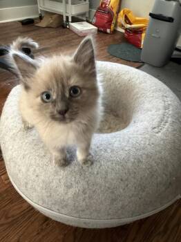 Reese -  Siamese Cat for Adoption in Lafayette, Colorado - Reese | PetCurious