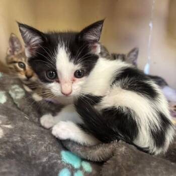 Ash Bloom -  Tuxedo and Domestic Short Hair Cat for Adoption in Friendswood, Texas - Ash Bloom | PetCurious