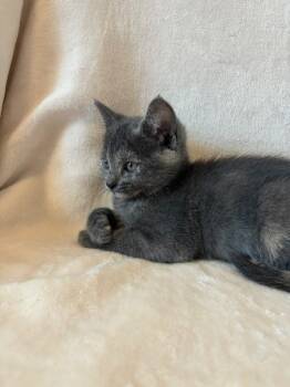 Ac Unit K2 Mini Splits -  Domestic Short Hair Cat for Adoption in Sherwood, Oregon - Ac Unit K2 Mini Splits | PetCurious