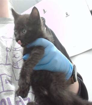 BABY BOY -  Domestic Short Hair Cat for Adoption in Omaha, Nebraska - BABY BOY | PetCurious