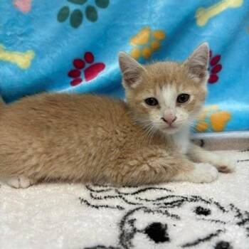 Nevada -  Domestic Short Hair Cat for Adoption in Hawthorne, California - Nevada | PetCurious