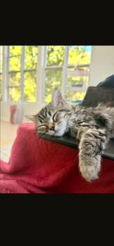 Soprano -  Domestic Long Hair Cat for Adoption in Cary, North Carolina - Soprano | PetCurious