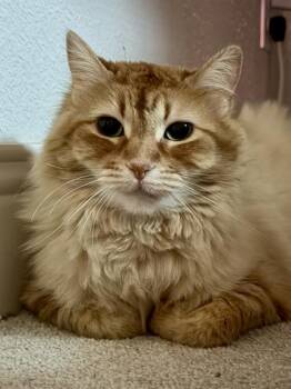 Avery -  Domestic Long Hair and Domestic Short Hair Cat for Adoption in Fort Worth, Texas - Avery | PetCurious