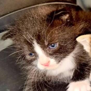 Moo -  Domestic Short Hair Cat for Adoption in Meridian, Idaho - Moo | PetCurious