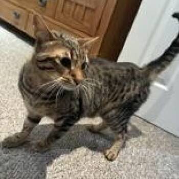 Lumiere -  Bengal Cat for Adoption in Toronto, Ontario - Lumiere | PetCurious