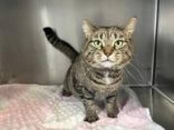 Domestic Medium Hair Cats Available for Adoption - Elderberry | PetCurious