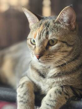 Auski -  Domestic Short Hair Cat for Adoption in Cleveland, Texas - Auski | PetCurious