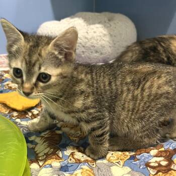 Domestic Short Hair Cats Available for Adoption in Cheyenne, Wyoming - Saturn | PetCurious