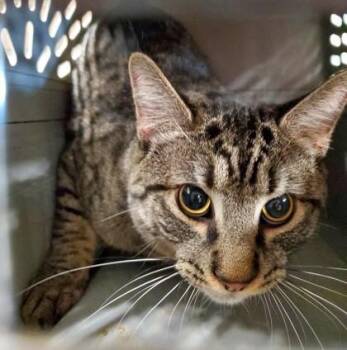 Rescue Domestic Short Hair Cats for Adoption in Butte, Montana - Scotty | PetCurious