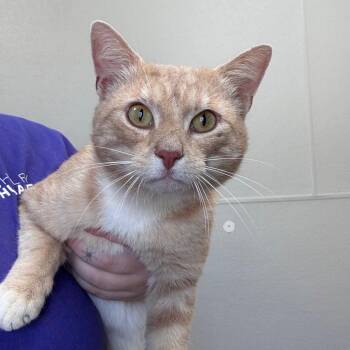 Lewis -  Domestic Short Hair Cat Available for Adoption in Columbiana, Alabama - Lewis | PetCurious