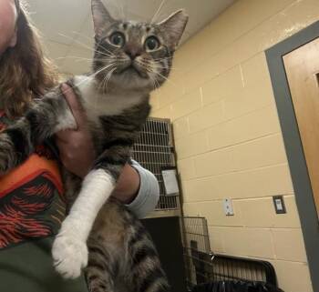 MR. BASEMENT- FIV+ / FELV+ -  Domestic Short Hair Cat for Adoption in Boston, Massachusetts - MR. BASEMENT- FIV+ / FELV+ | PetCurious