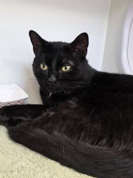 Domestic Short Hair Cats Available for Adoption in Indianapolis, Indiana - ALADDIN | PetCurious