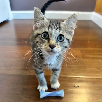 Rescue Domestic Short Hair Cats for Adoption in Unionville, Missouri - Honey | PetCurious