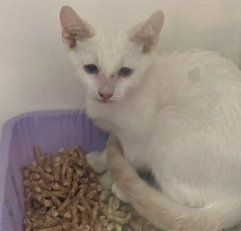 SPLINTER -  Domestic Short Hair Cat for Adoption in Ontario, California - SPLINTER | PetCurious