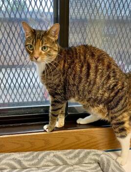 Millie -  Domestic Short Hair and Torbie Cat for Adoption in Fargo, North Dakota - Millie | PetCurious