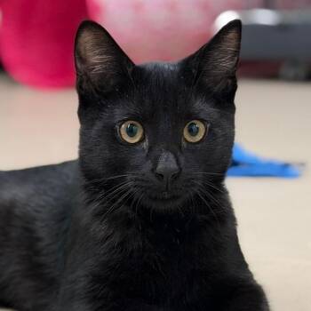 Riker -  Domestic Short Hair Cat for Adoption in Pittsford, Vermont - Riker | PetCurious