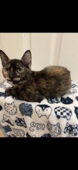 Rescue Domestic Short Hair Cats for Adoption in St. Petersburg, Florida - Carina | PetCurious