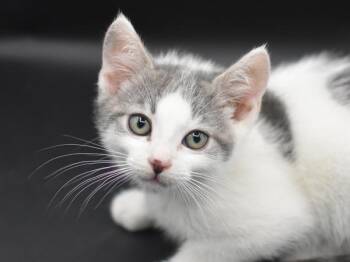 Trout -  Domestic Short Hair Cat for Adoption in Portland, Oregon - Trout | PetCurious