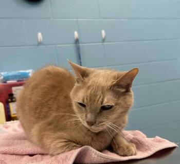 Rescue Domestic Short Hair Cats for Adoption in Frankfort, Kentucky - Grizzy | PetCurious