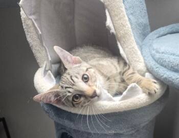 Atlas -  Domestic Short Hair Cat for Adoption - Atlas | PetCurious