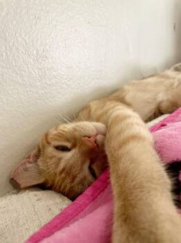 Sunny -  Domestic Short Hair Cat for Adoption in Anaheim, California - Sunny | PetCurious